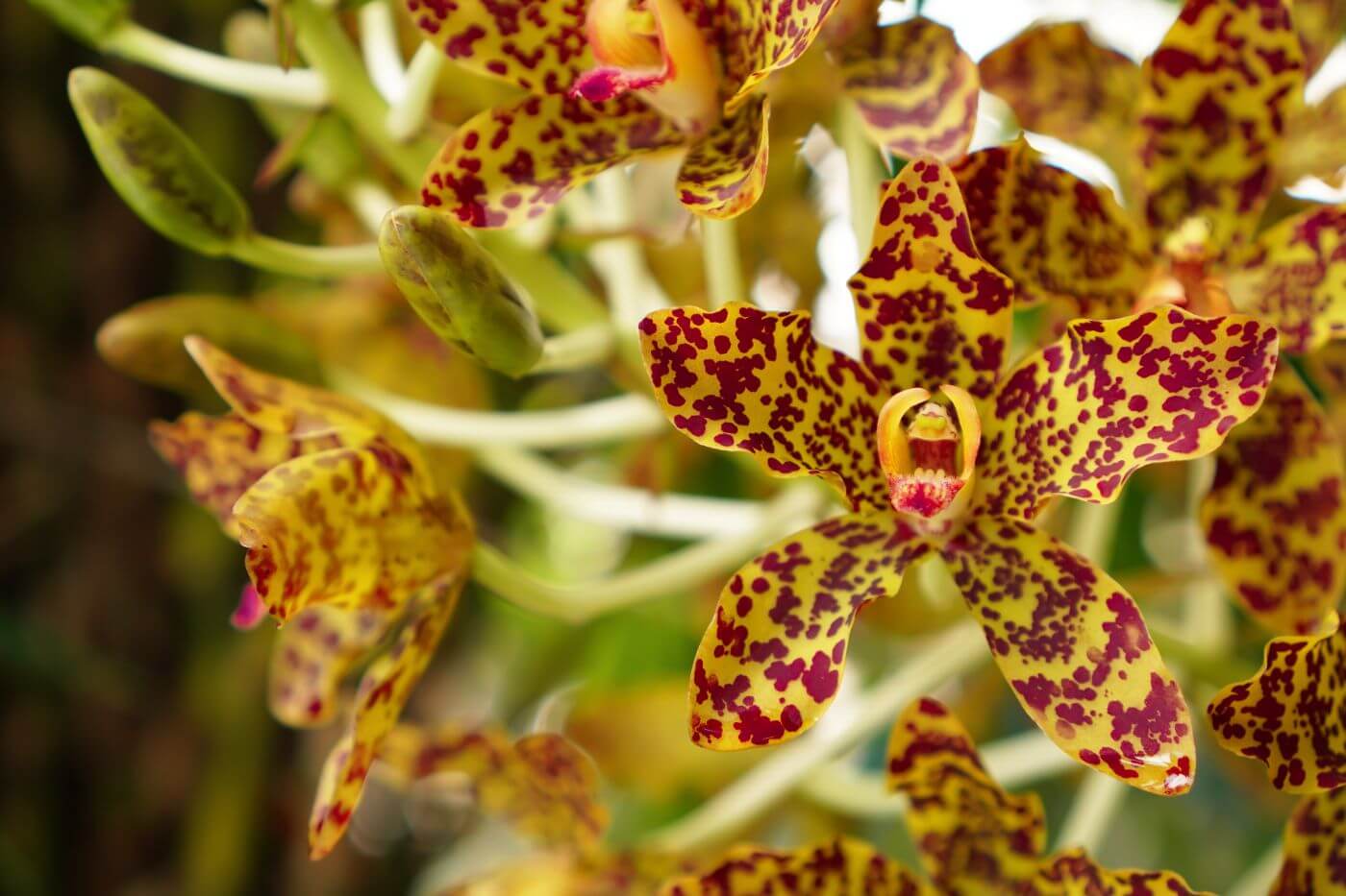 Fiji's rare and exotic Fijian orchid species