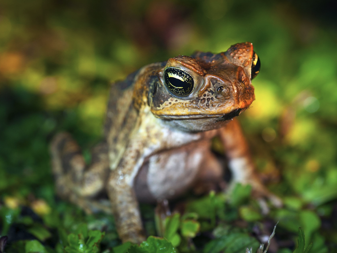 Fiji's rare and endangered Fijian ground frog