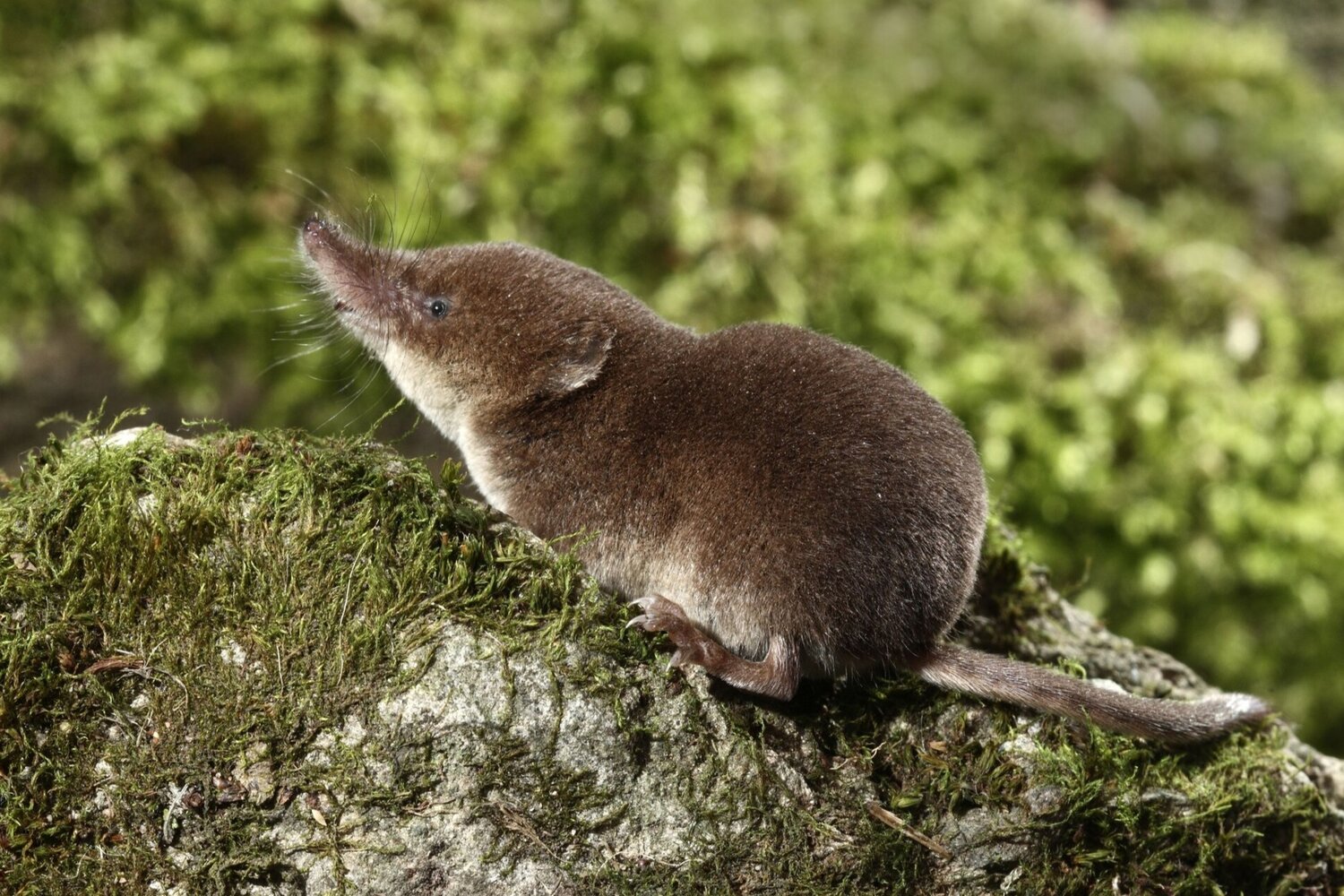 The Fijian shrew: a unique and little-known mammal species