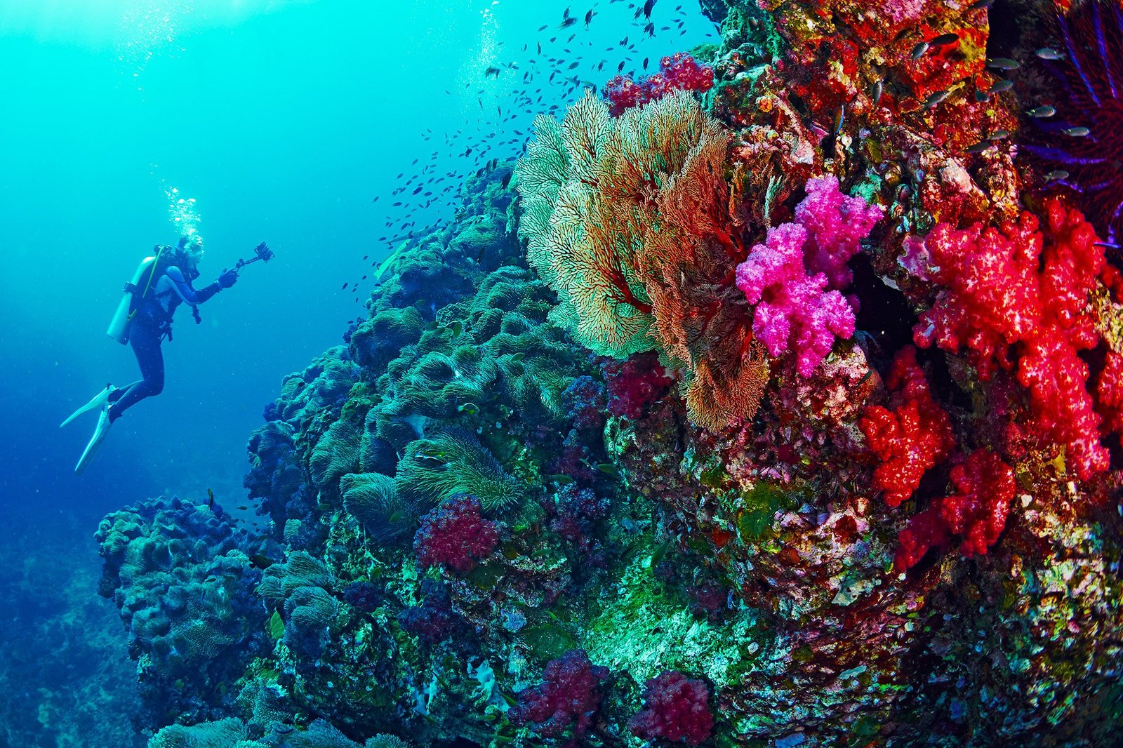 Mamanuca Reef & Sand Cay Snorkel Day Trip from Port Denarau