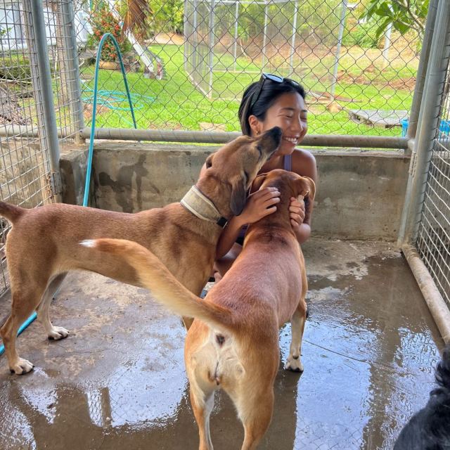 Animals Fiji — Nadi