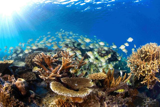 Barefoot Manta Island Resort — Yasawa Islands