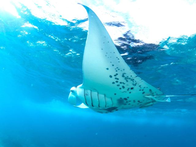 Barefoot Manta Island Resort — Yasawa Islands