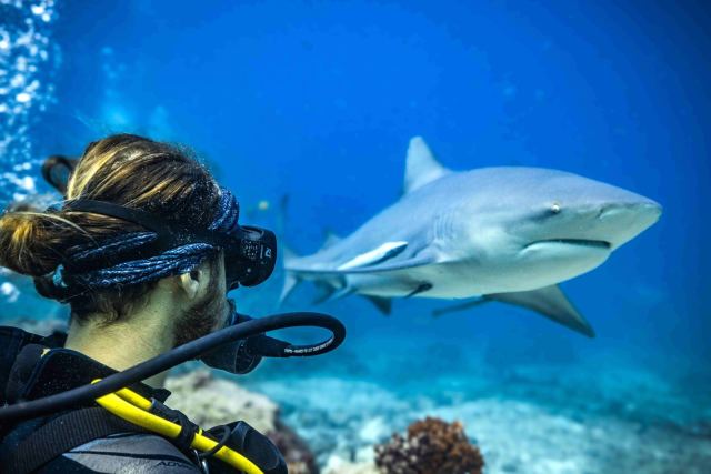 Barefoot Shark Encounters