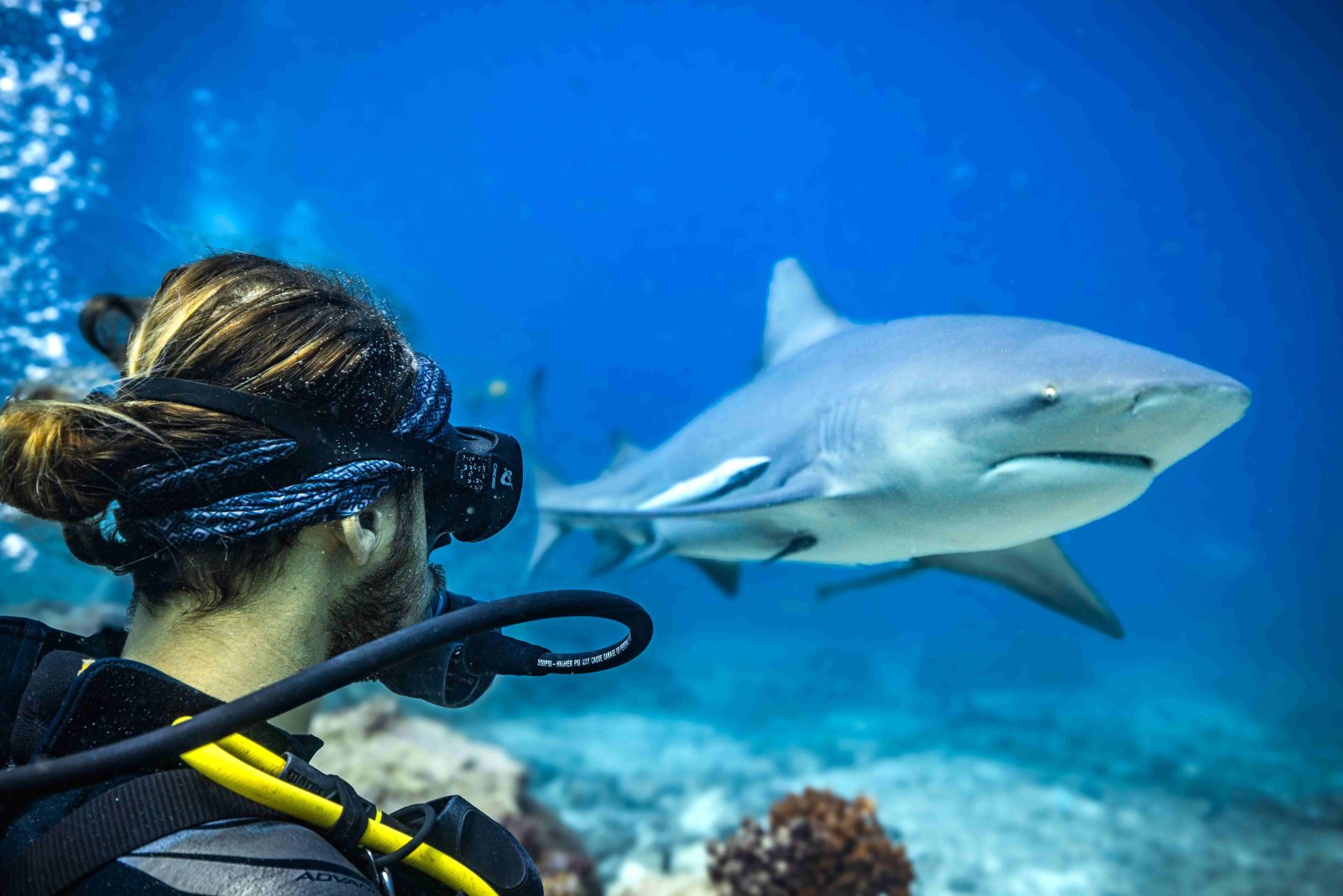Barefoot Shark Encounters — Denarau
