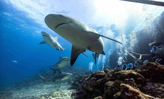 Barefoot Shark Encounters — Denarau