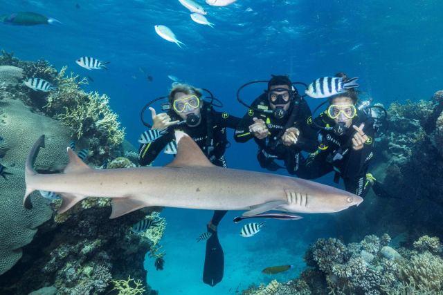 Barefoot Shark Encounters — Denarau