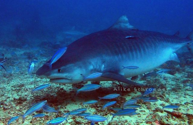 Coral Coast Divers — Pacific Harbour