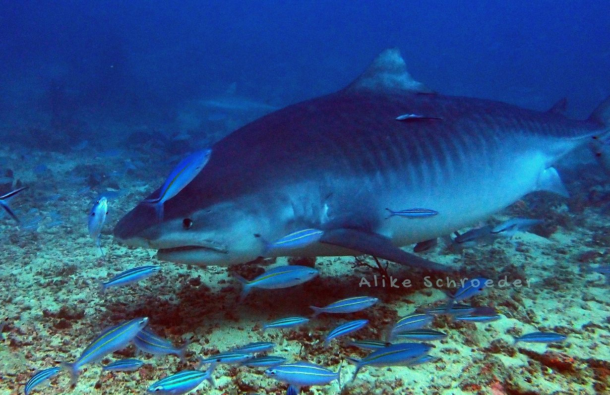Coral Coast Divers — Pacific Harbour