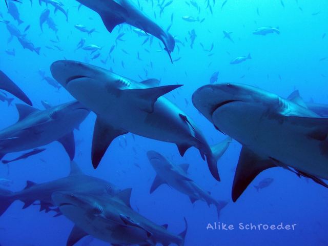 Coral Coast Divers — Pacific Harbour