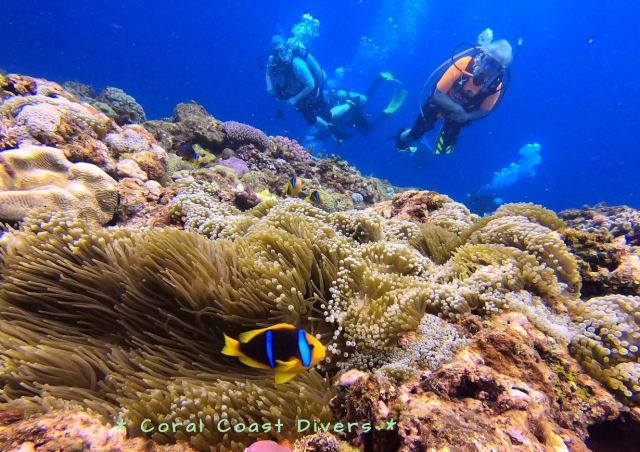 Coral Coast Divers — Pacific Harbour