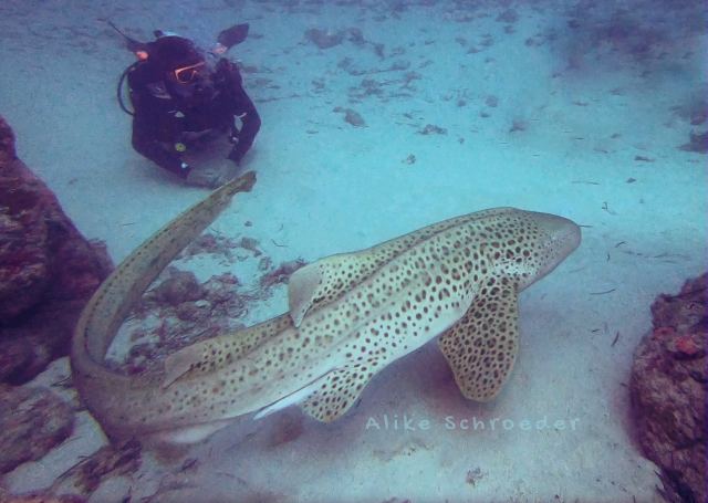 Coral Coast Divers — Pacific Harbour