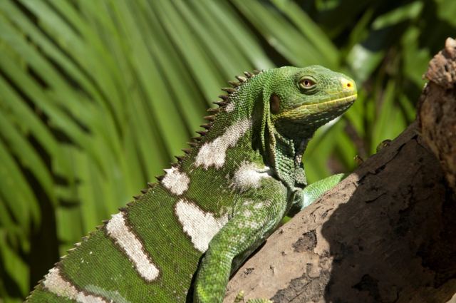 Kula WILD Adventure Park — Coral Coast