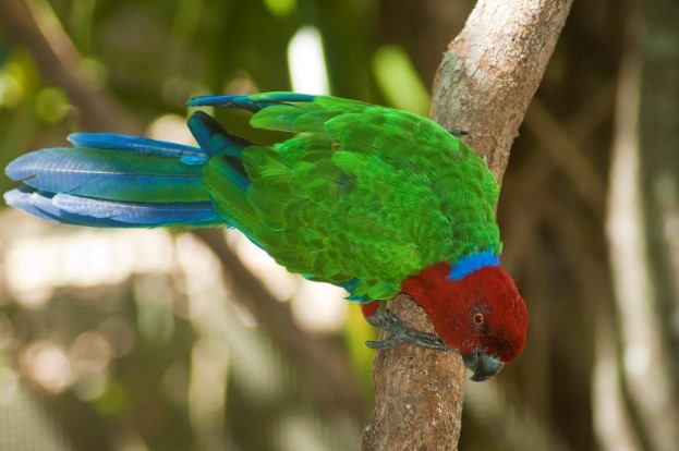 Kula WILD Adventure Park — Coral Coast