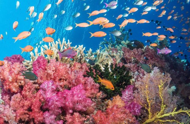 Nakia Resort & Dive — Taveuni