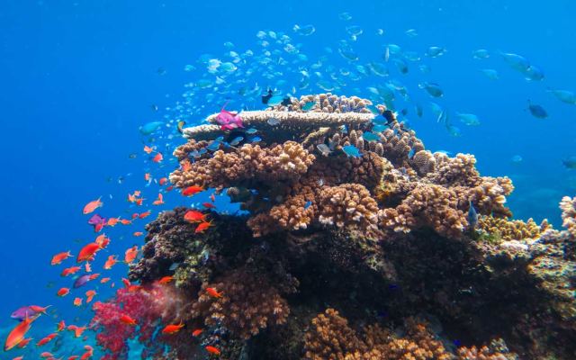 Ocean Ventures Fiji