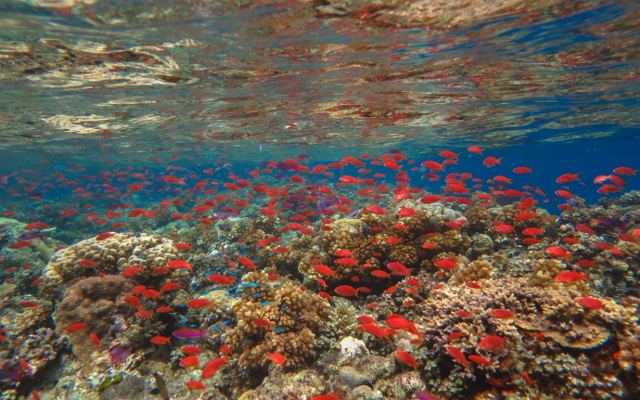 Ocean Ventures Fiji — Vanua Levu