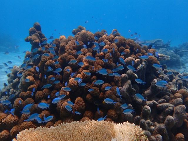 Oneta Resort — Kadavu