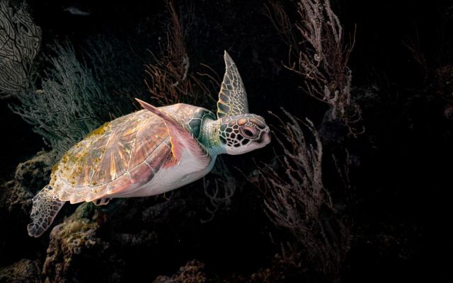 Tokoriki Diving — Mamanuca Islands