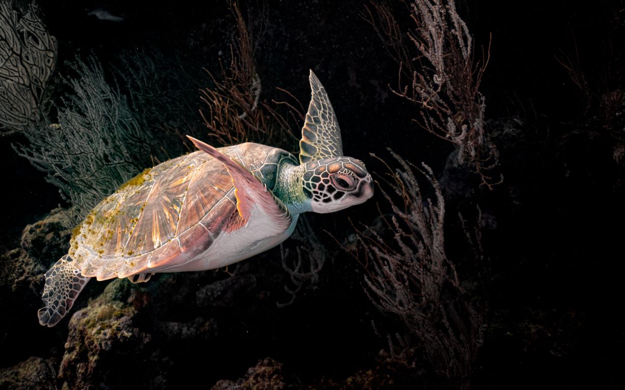 Tokoriki Diving — Mamanuca Islands