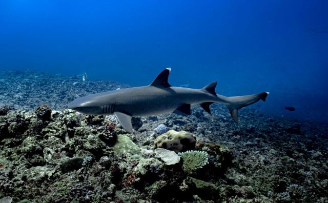 Tokoriki Diving — Mamanuca Islands