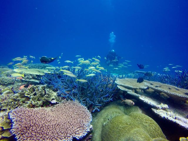 Tokoriki Diving — Mamanuca Islands