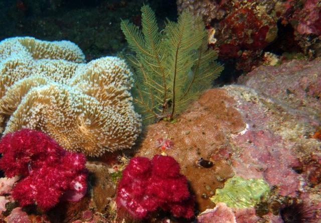 Whitetip Marine Adventures - Denarau — Denarau
